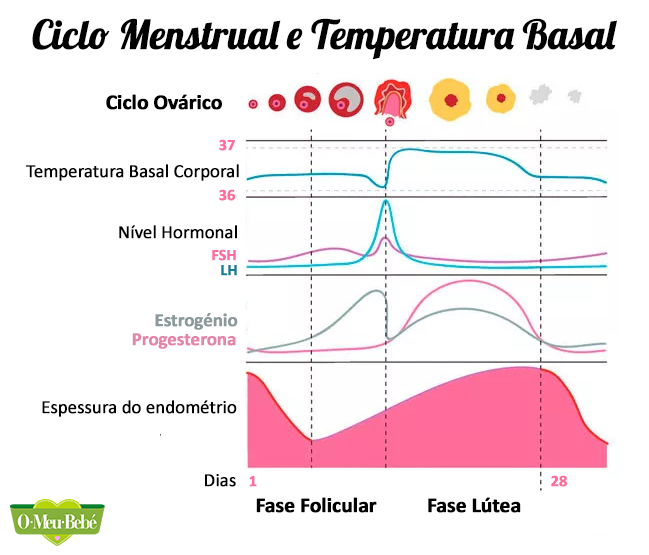 Ciclo Menstrual Temperatura Basal