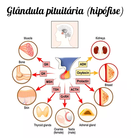 Glândula pituitária hipófise