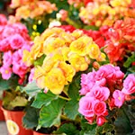 begonia