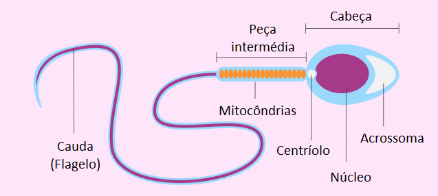 esperma partes