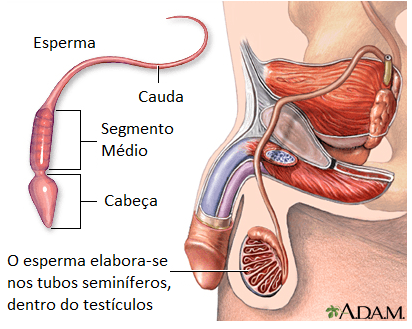 esperma