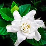gardenia