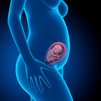 26 semanas infografia