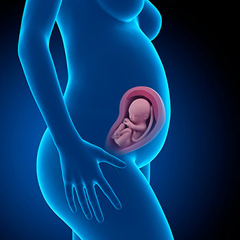 29 semanas infografia