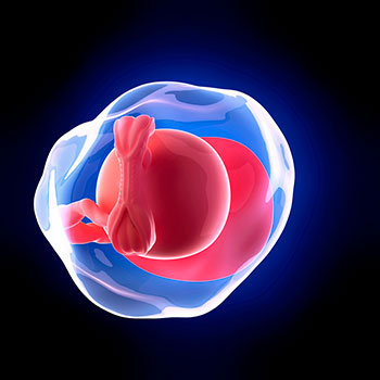 5 semanas infografia