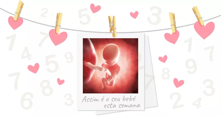 11 semanas de gravidez