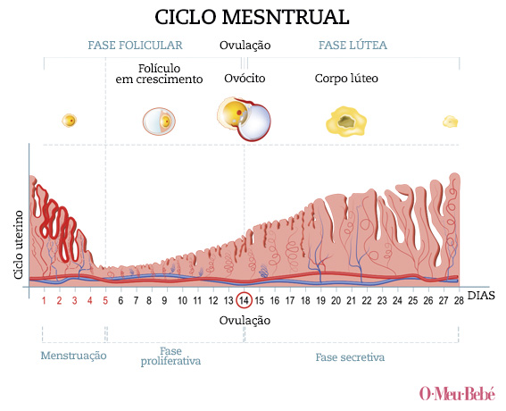 infografia ciclo menstrual