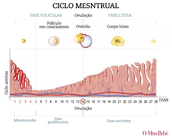 Maturacao Folicular Estimulação Ovariana: Saiba O Que é E Sua