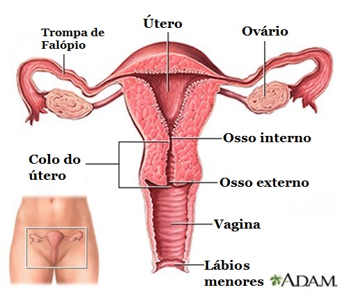 infografia utero