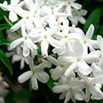 jasmin