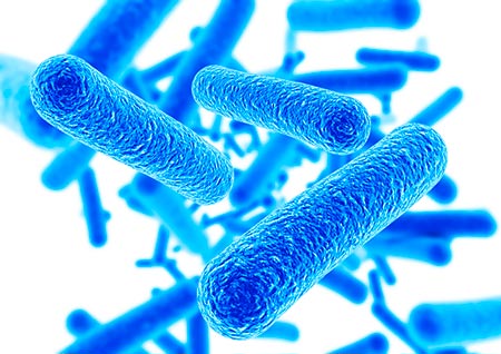 lactobacillus reuteri info