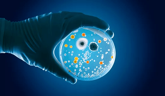 microbiota esfera
