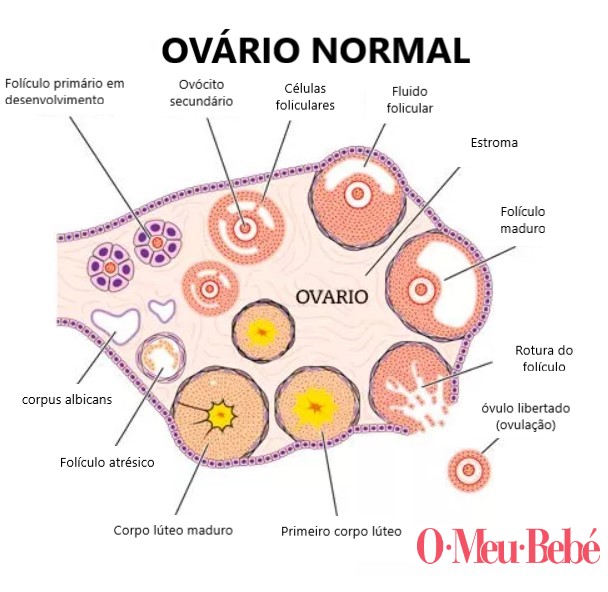 ovario infografia
