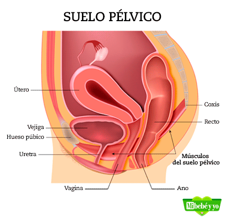 pavimento pelvico infografia