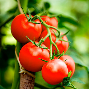 tomates