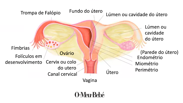 utero pt