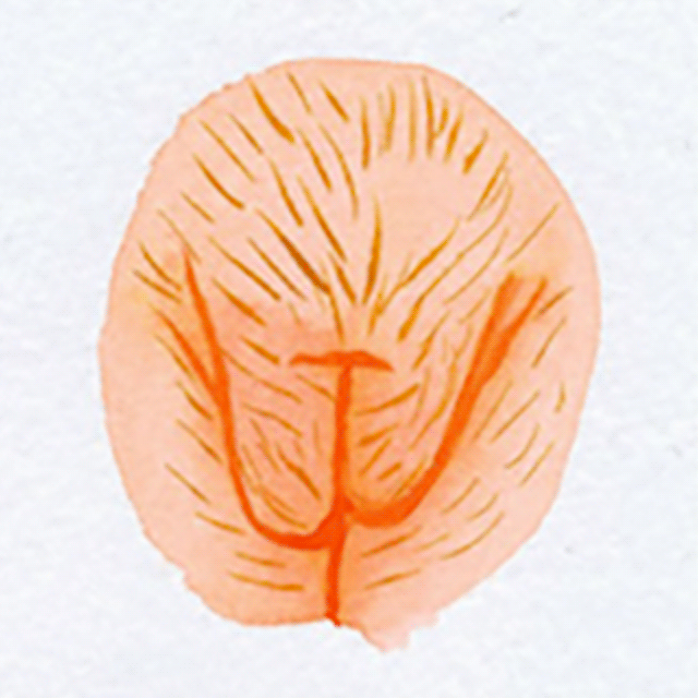 vulva 1