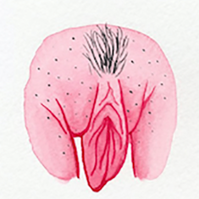 vulva 13