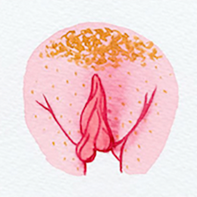 vulva 14