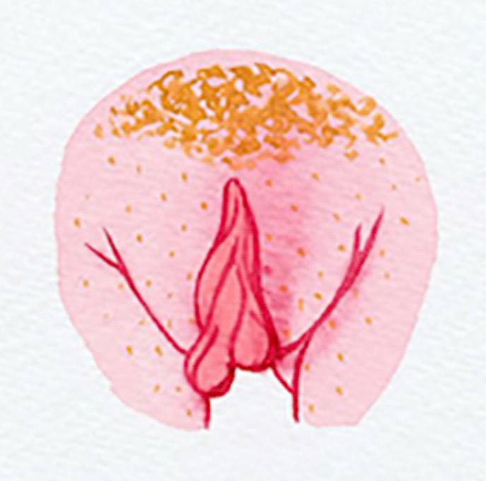 vulva 2