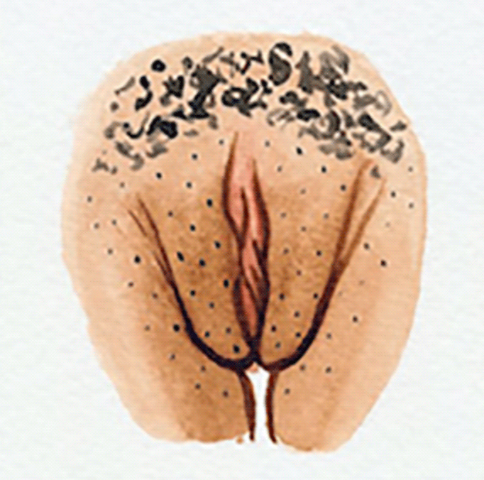 vulva 3