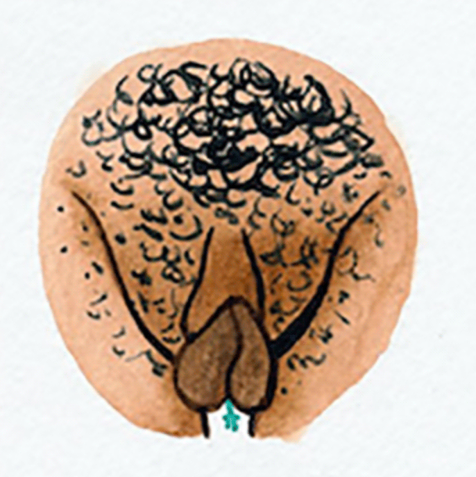 vulva 4