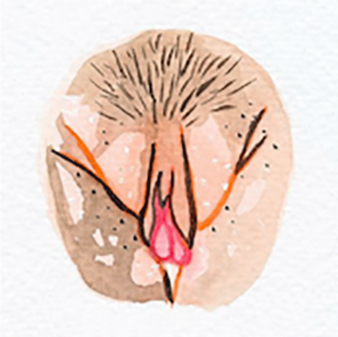 vulva 5