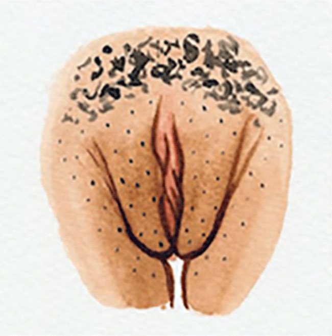 vulva 8