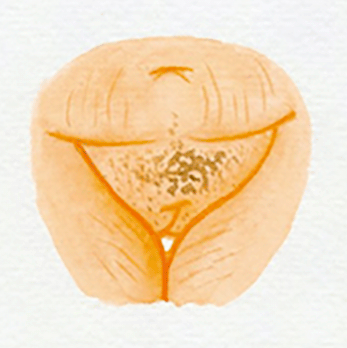 vulva 9