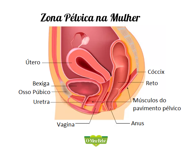 zona pelvica infografia