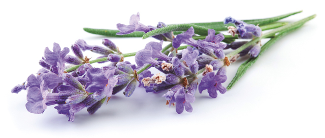 lavanda_237767125