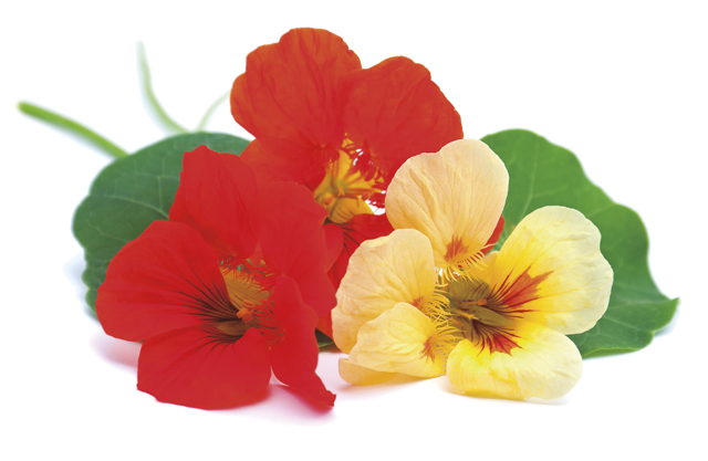 nasturtium_265736930